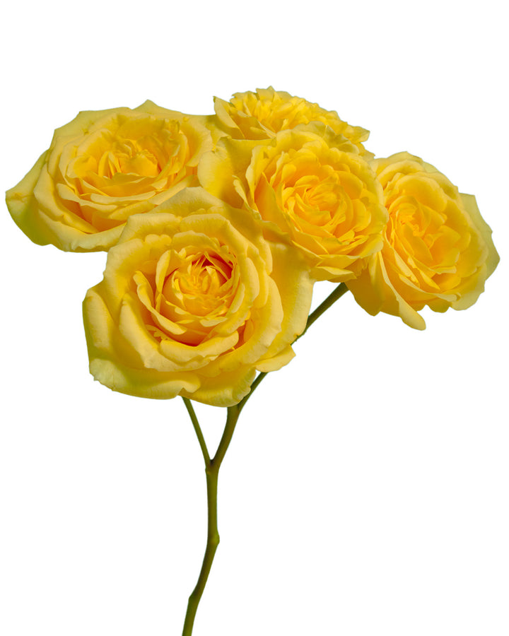 Golden Sensation Spray Rose