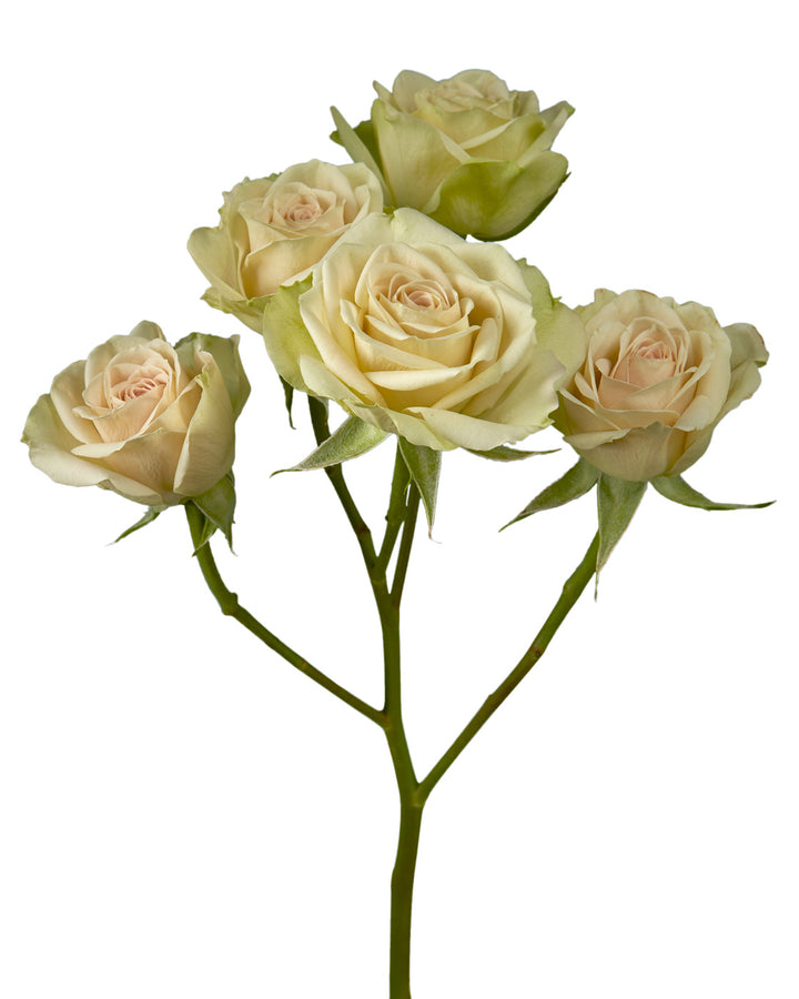 Green Rosever Spray Rose