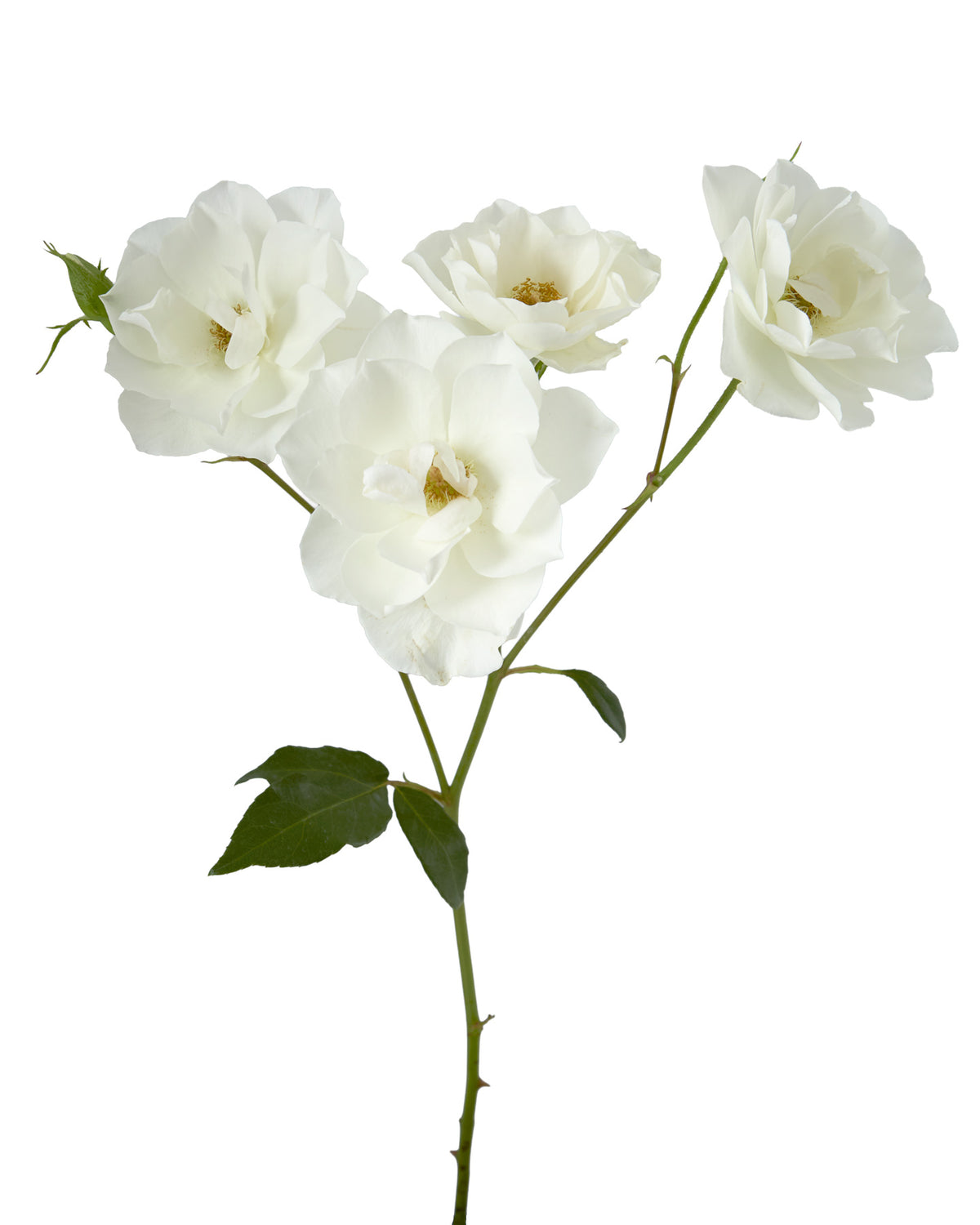 Iceberg Spray Rose
