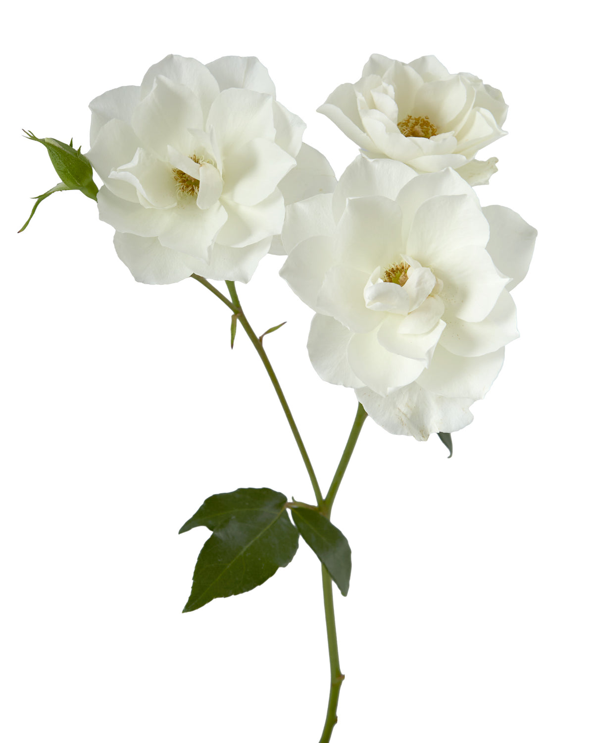 Iceberg Spray Rose