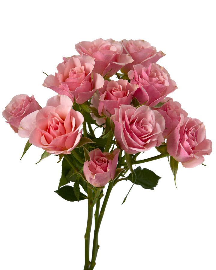 Ilse Spray Rose