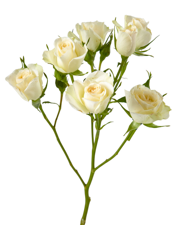 Lesbos Spray Rose