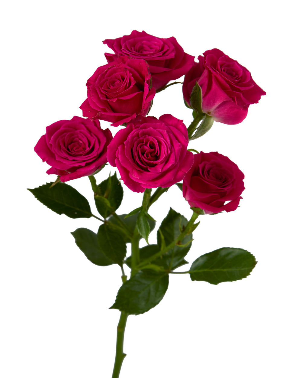 Lovely Lydia Spray Rose