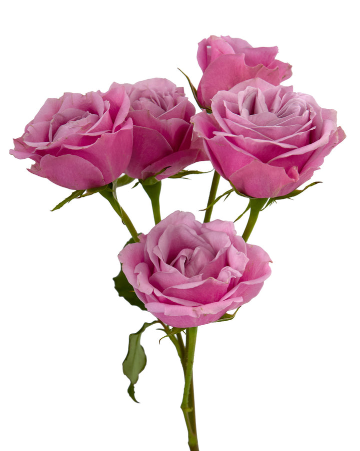 Luxury Blossom Garden Spray Rose