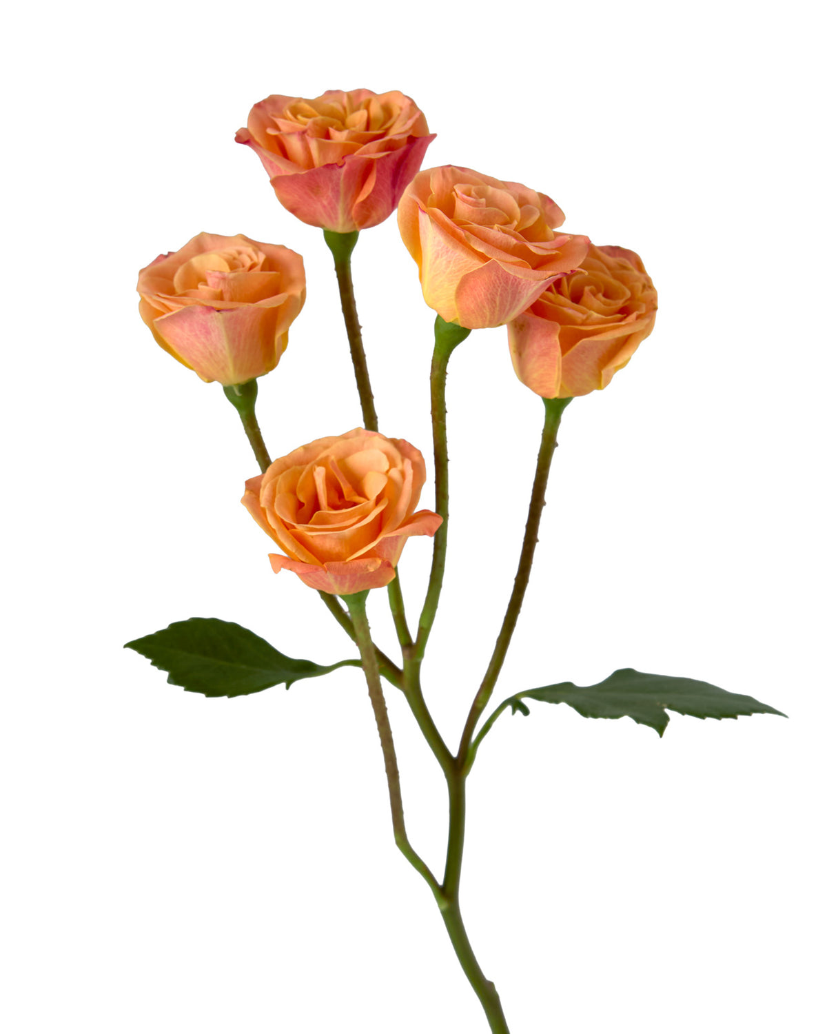 Mambo Orange Spray Rose