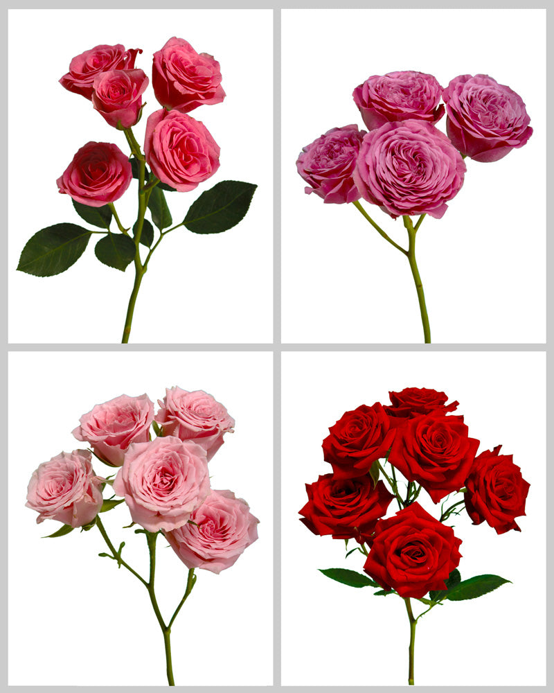 Spray Roses Mixed Box #070 Valentine Day Garden Varieties (25% Red Roses)