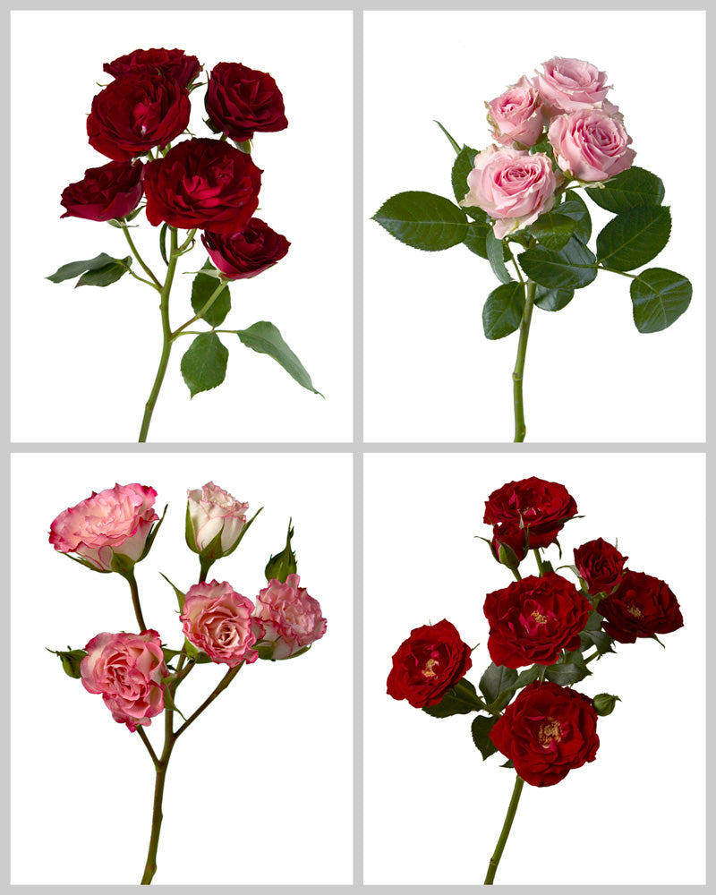 Spray Roses Mixed Box #074 Valentine Day