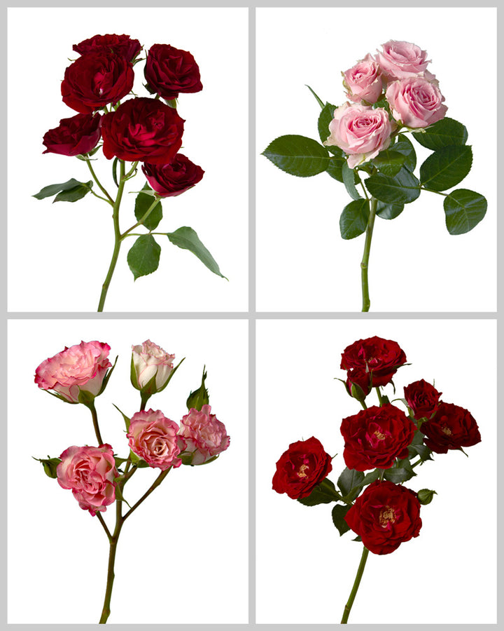 Spray Roses Mixed Box #074 Valentine Day