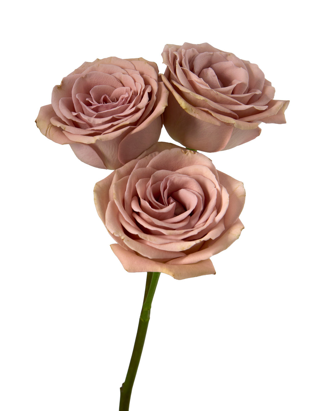 Magic Mocca Spray Rose
