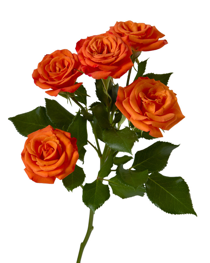 Orange Babe Spray Rose