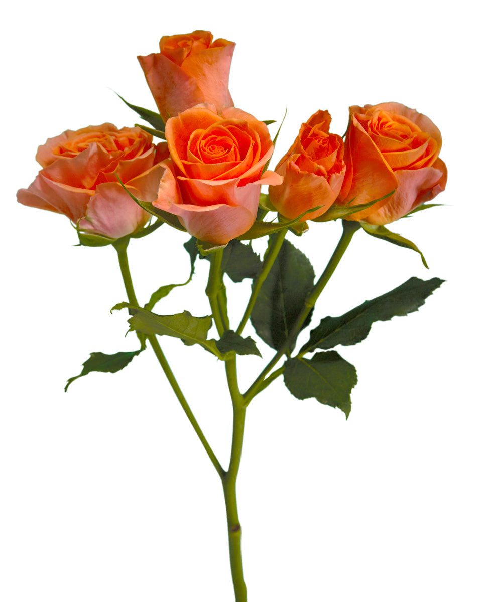 Orange Star Spray Rose