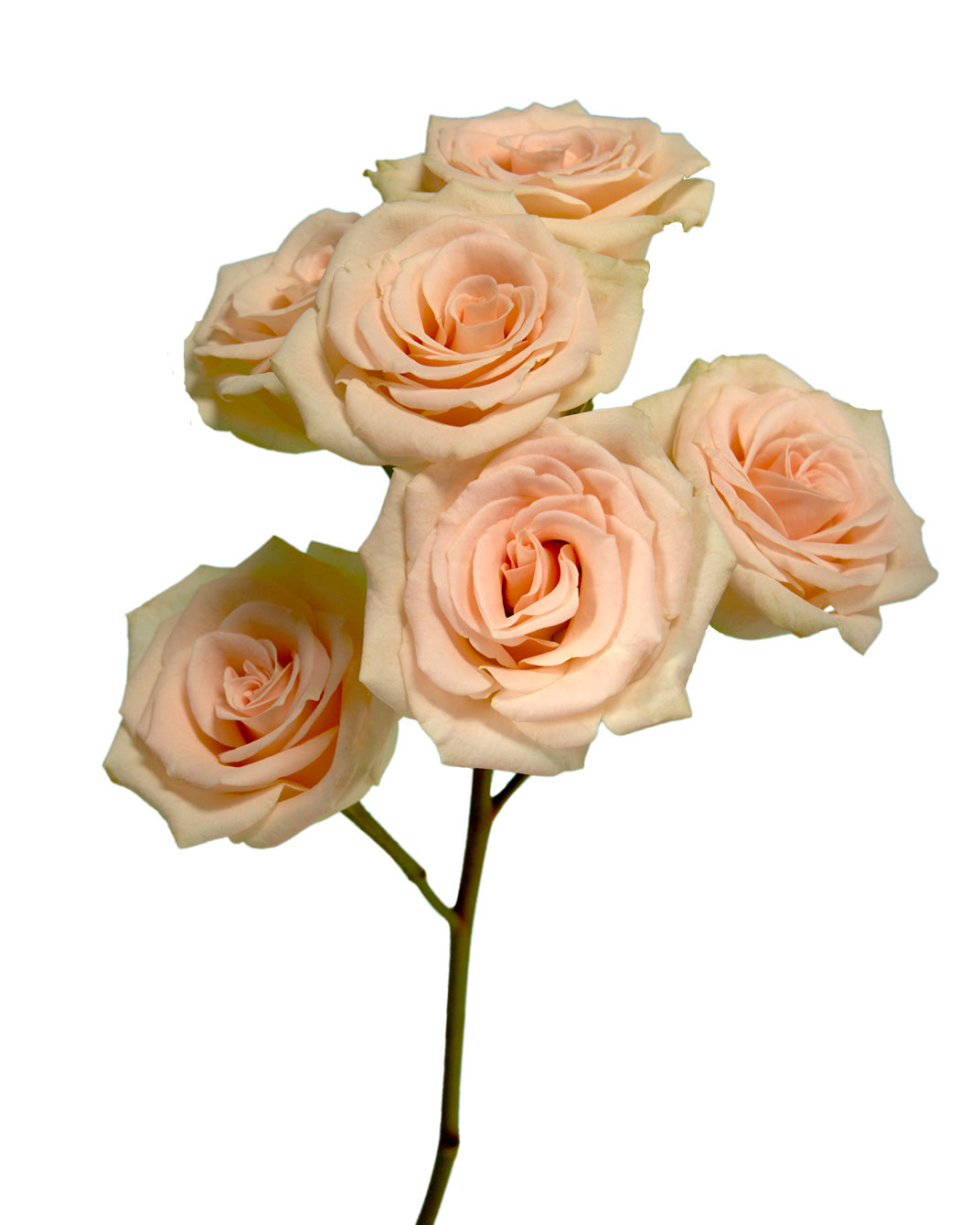 Peaches and Cream Jewel Spray Rose