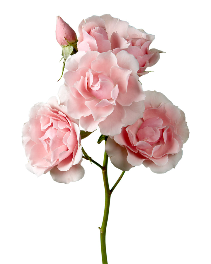 Pink Majolika Spray Rose