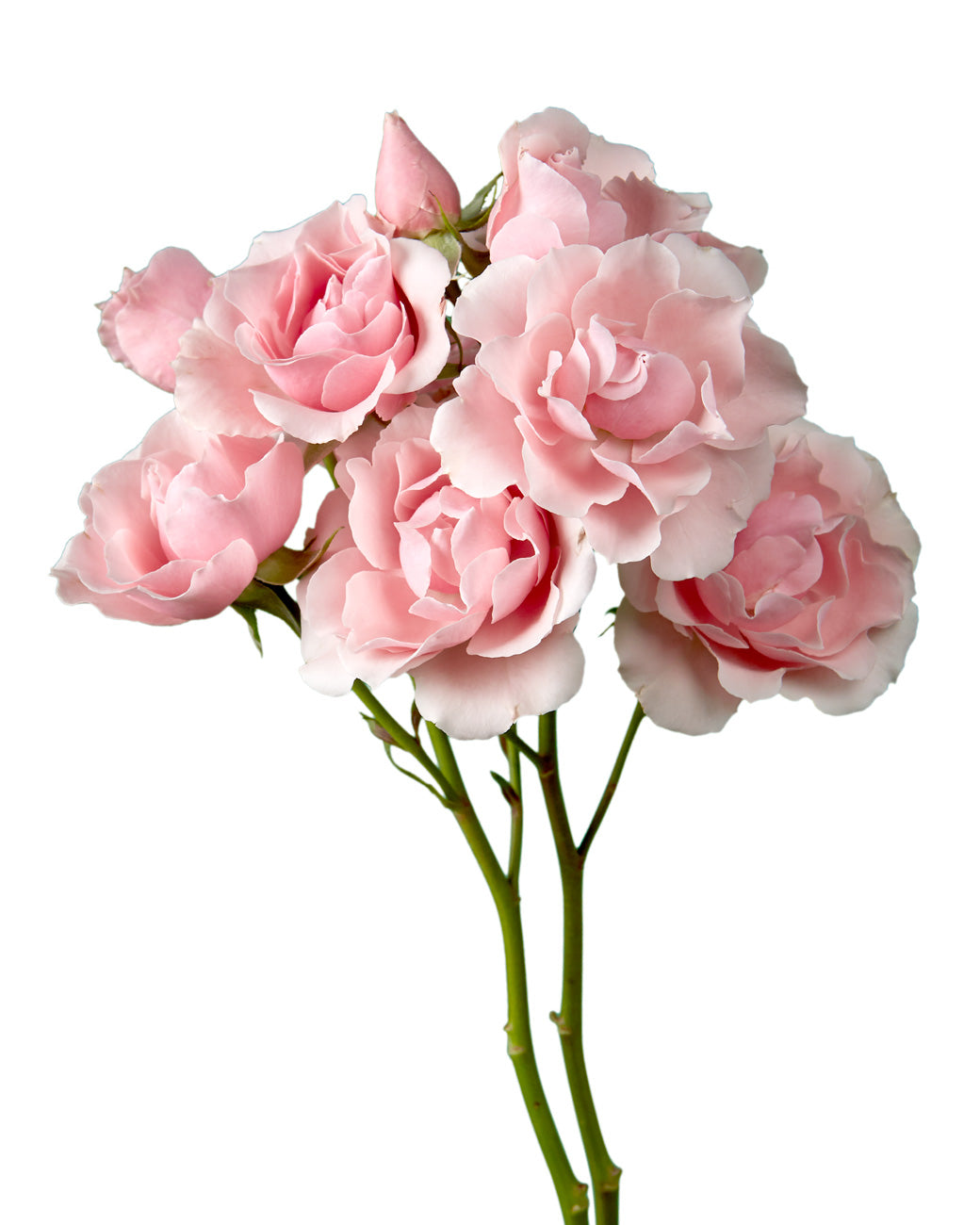 Pink Majolika Spray Rose