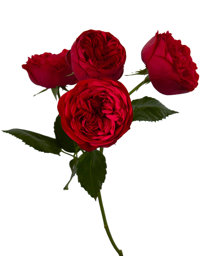 Red Piano Garden Spray Rose