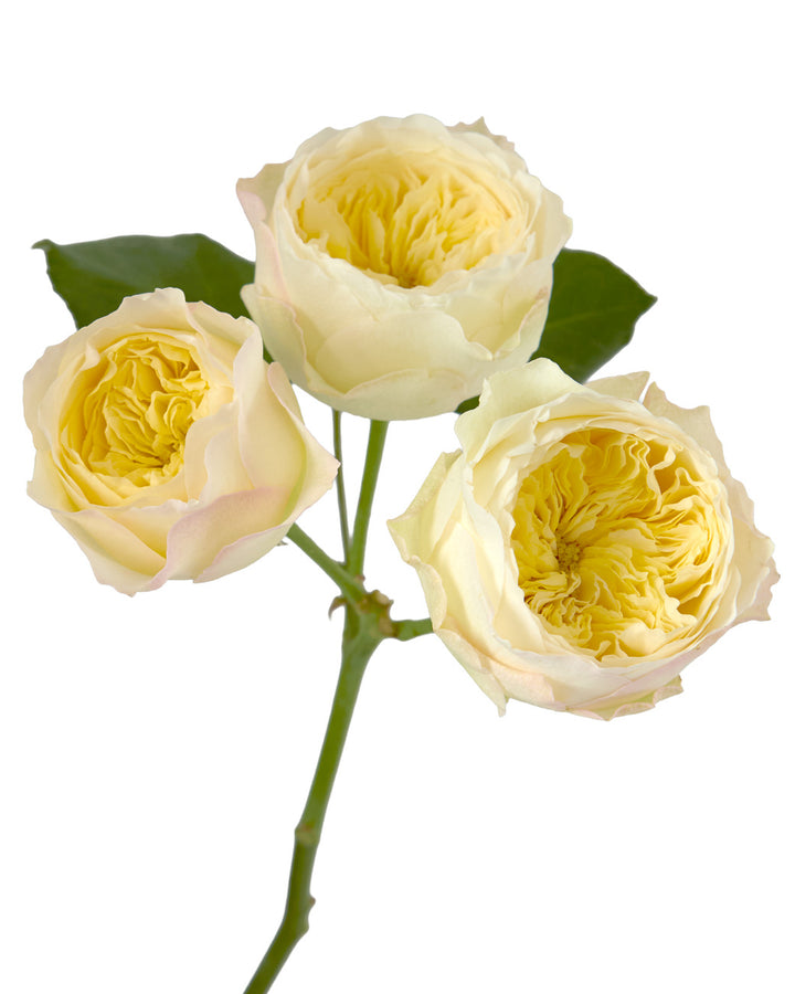 Royal Park Garden Spray Rose