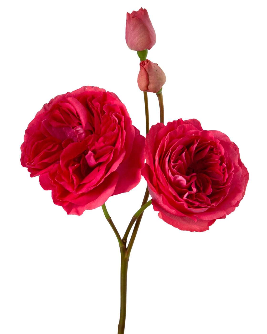Ruby Elegance Garden Spray Rose
