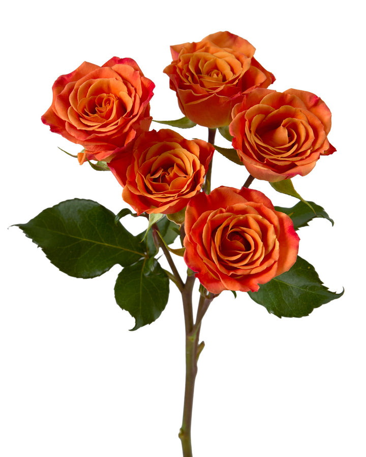 Saona Spray Rose