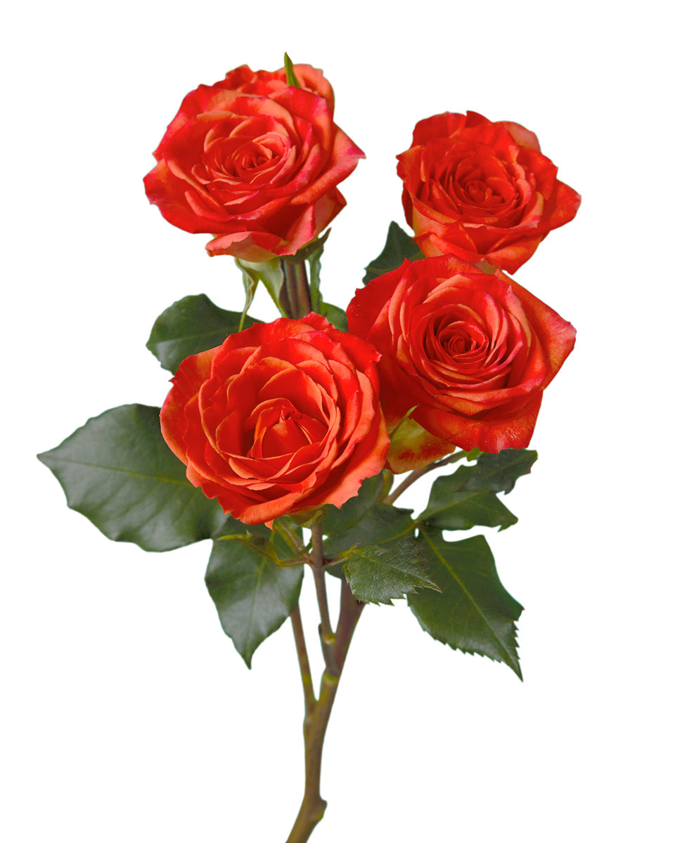 Saona Spray Rose