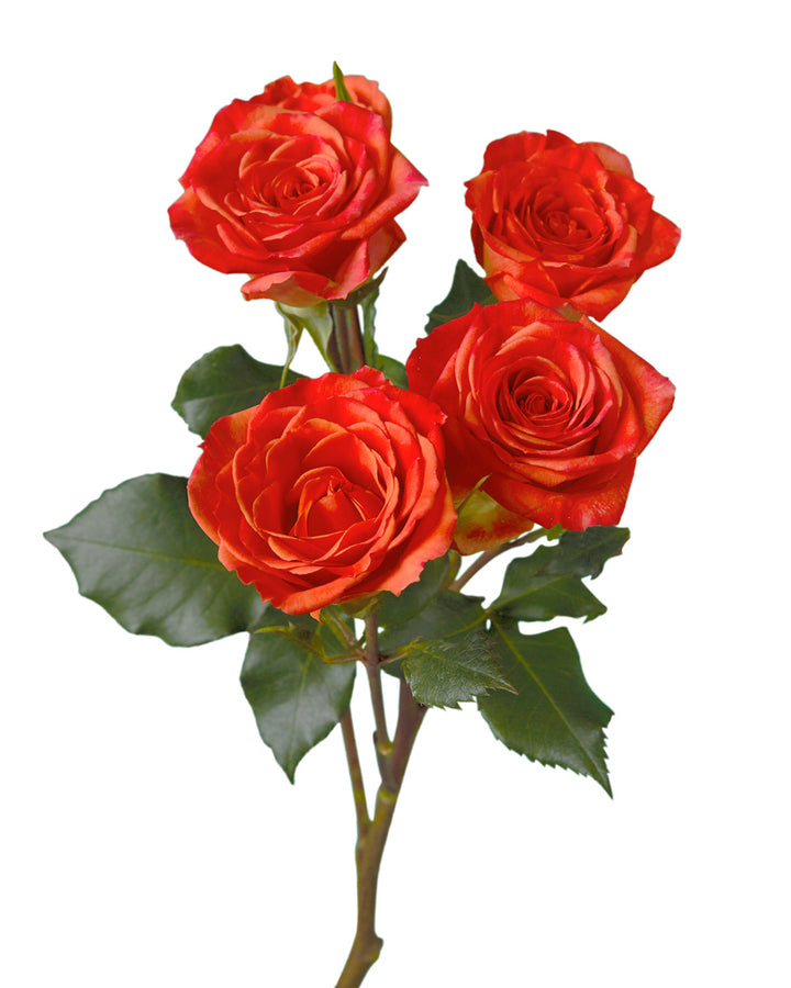 Saona Spray Rose