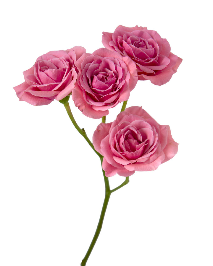 Senthyna Spray Rose