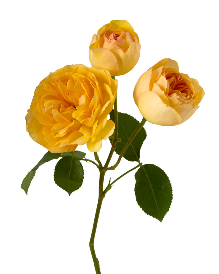Silva Sunny Garden Spray Rose