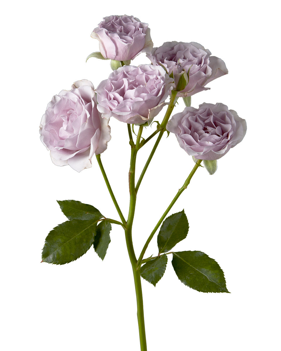 Silver Mikado Spray Rose Mother's Day