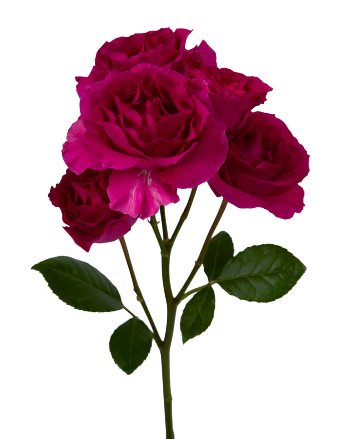 Super Nova Garden Spray Rose Valentine Day