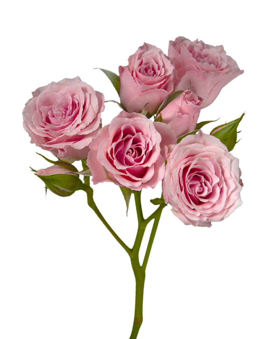 Suspiro Spray Rose