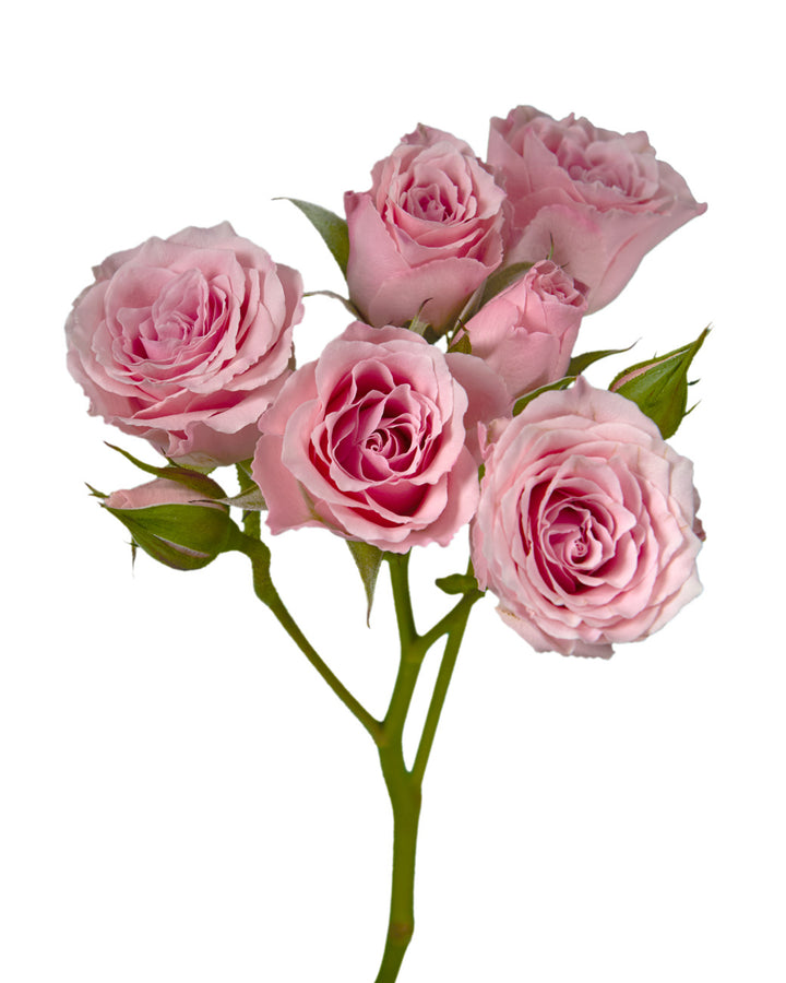 Suspiro Spray Rose