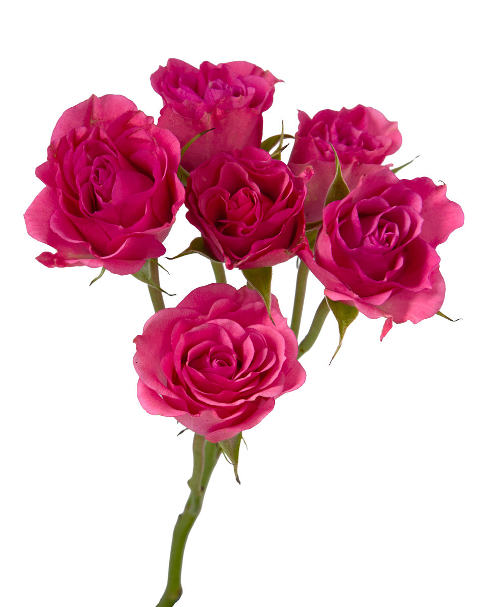 Twinkle Bride Spray Rose