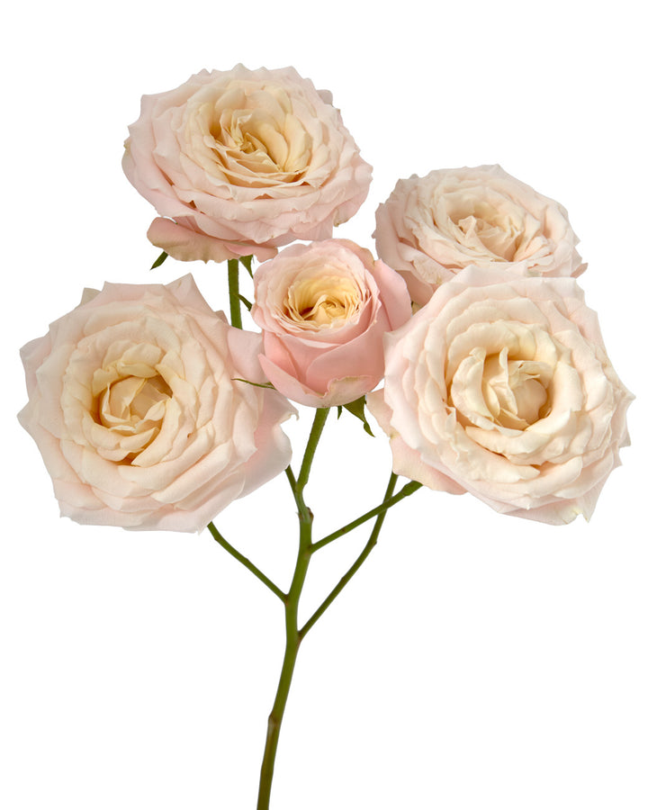 Vivaldi Garden Spray Rose