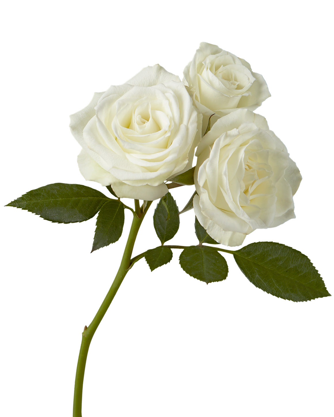 Viviane Spray Rose