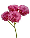 Wedding Pink Jewel Garden Spray Rose