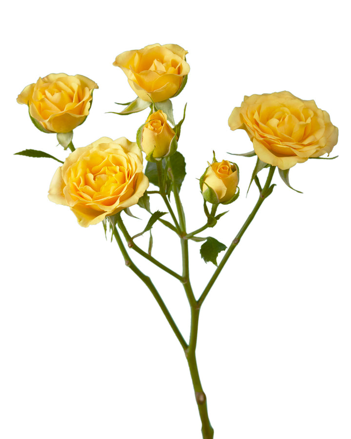 Yellow Babe Spray Rose