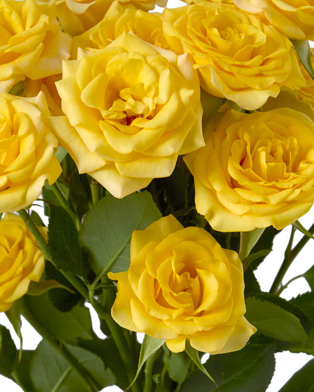 Yellow Babe Spray Rose