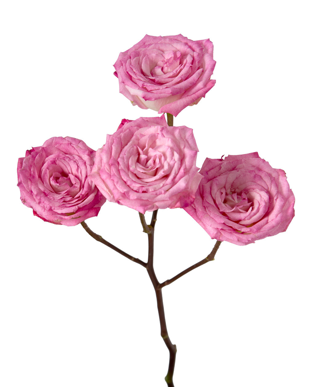 Zar Jorge Spray Rose