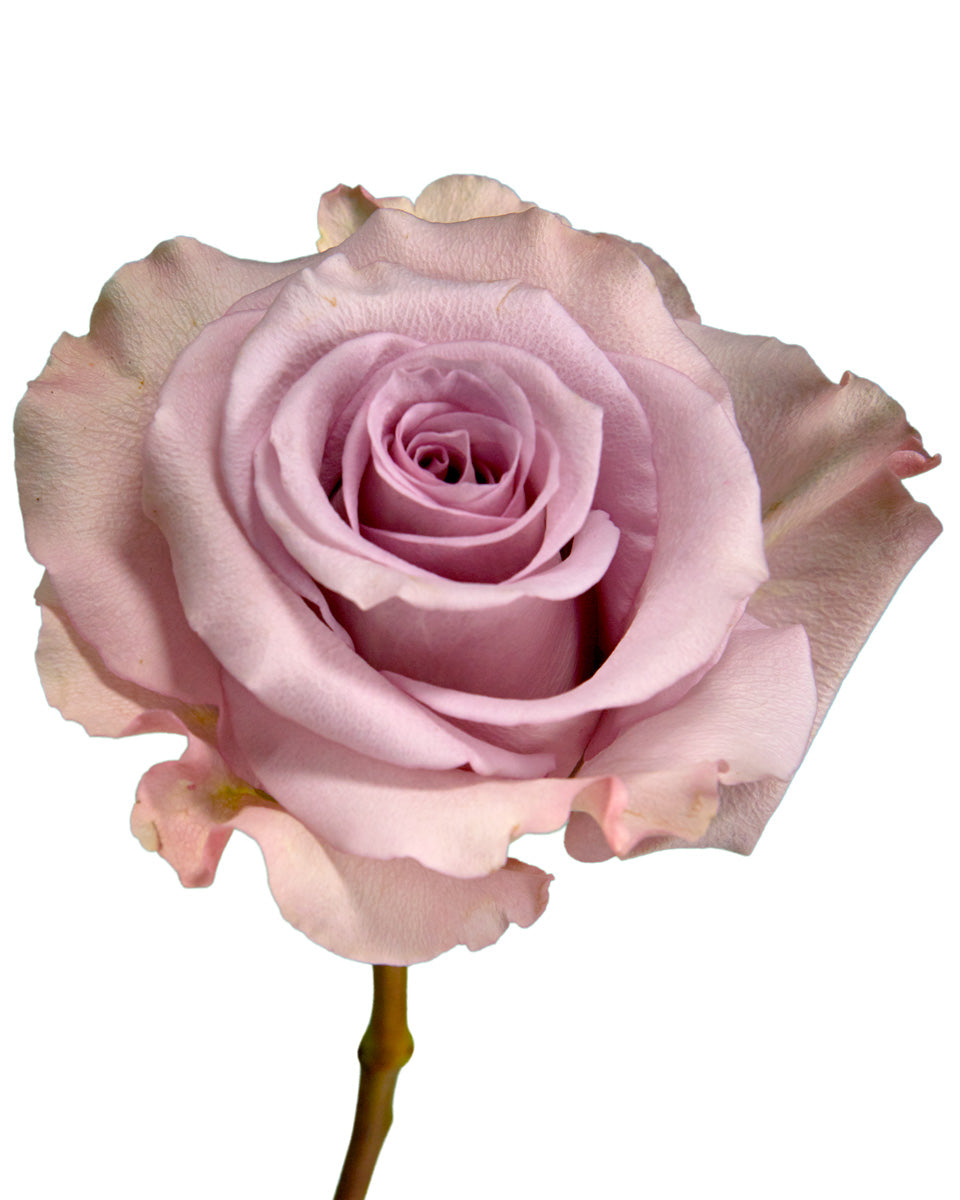 Bulk Wholesale Ecuador Roses Page 5 - Petaljet