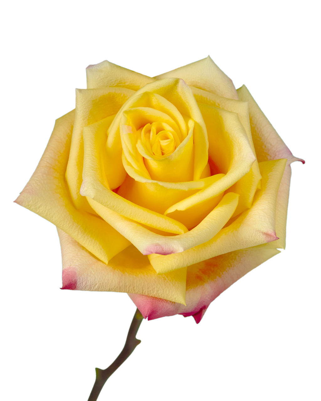 Wholesale Luxor Rose | Petaljet