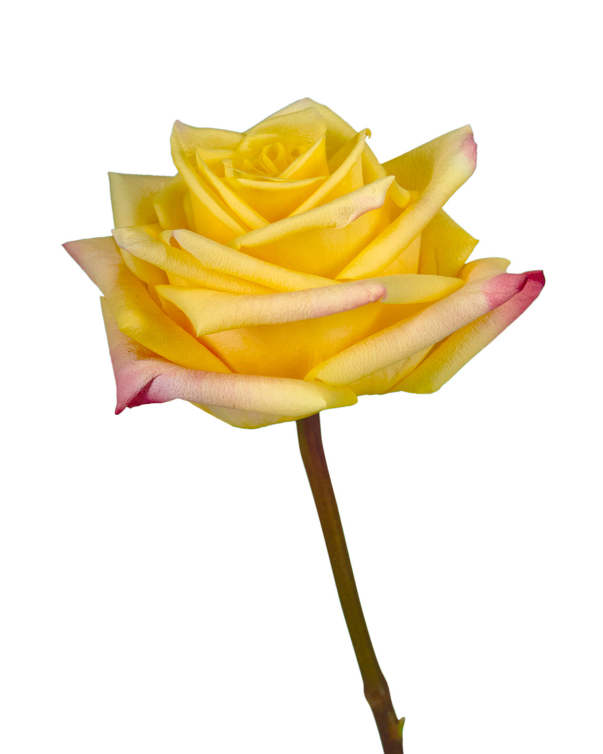 Starbright Rose