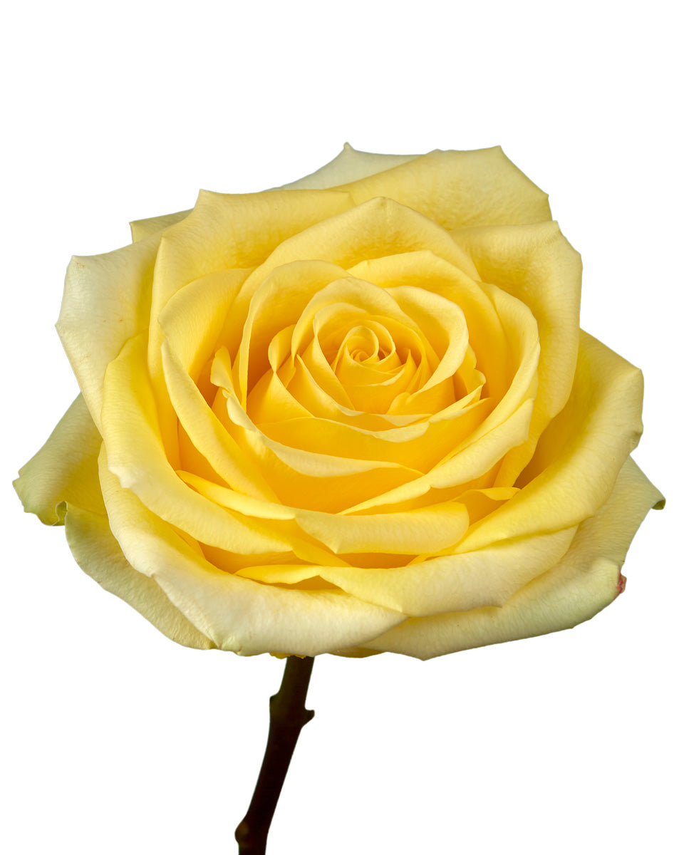 Rose Stardust - Petaljet Rose Stardust - Petaljet