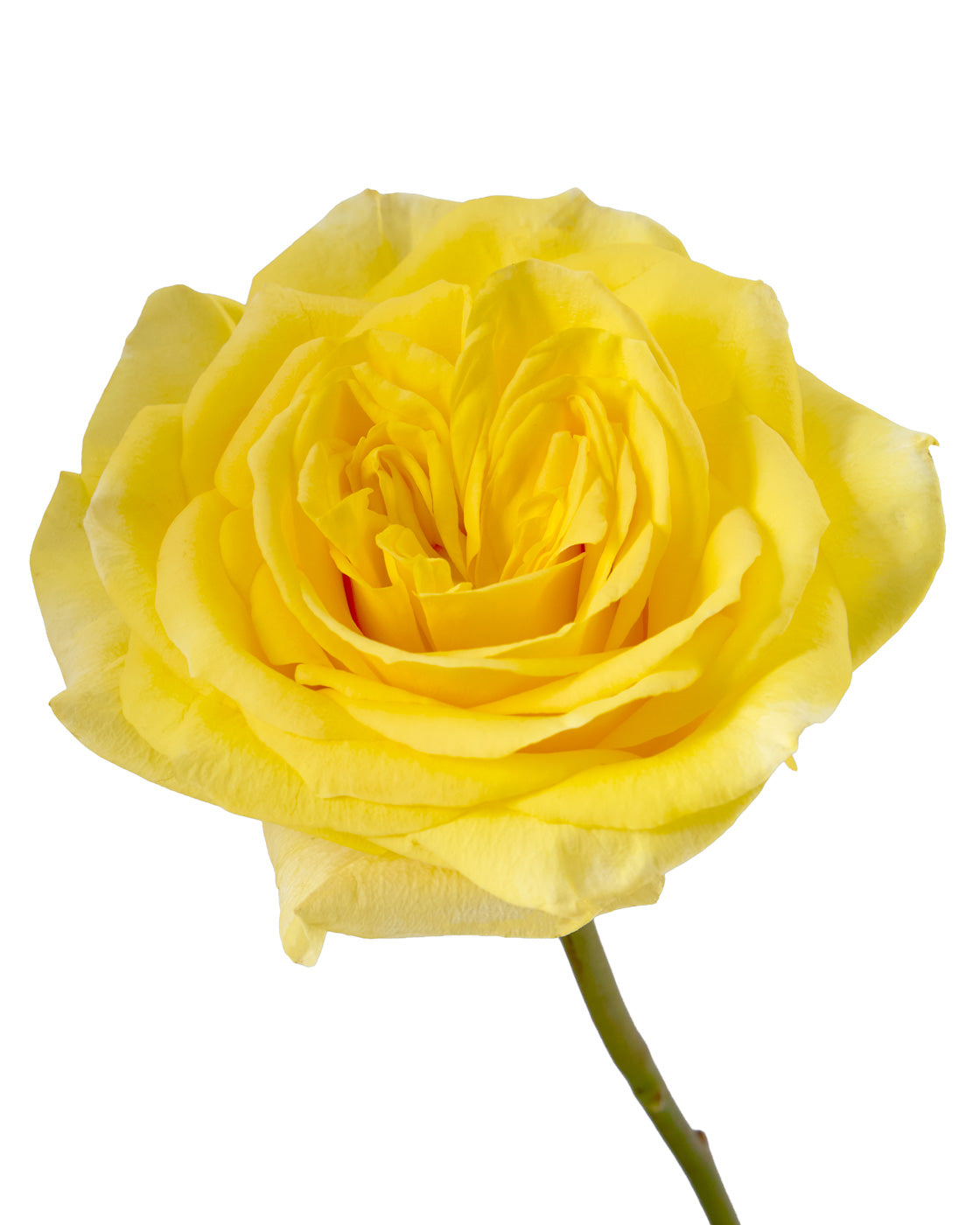Sunday Morning Rose