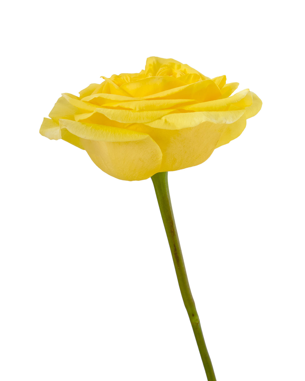 Sunday Morning Rose