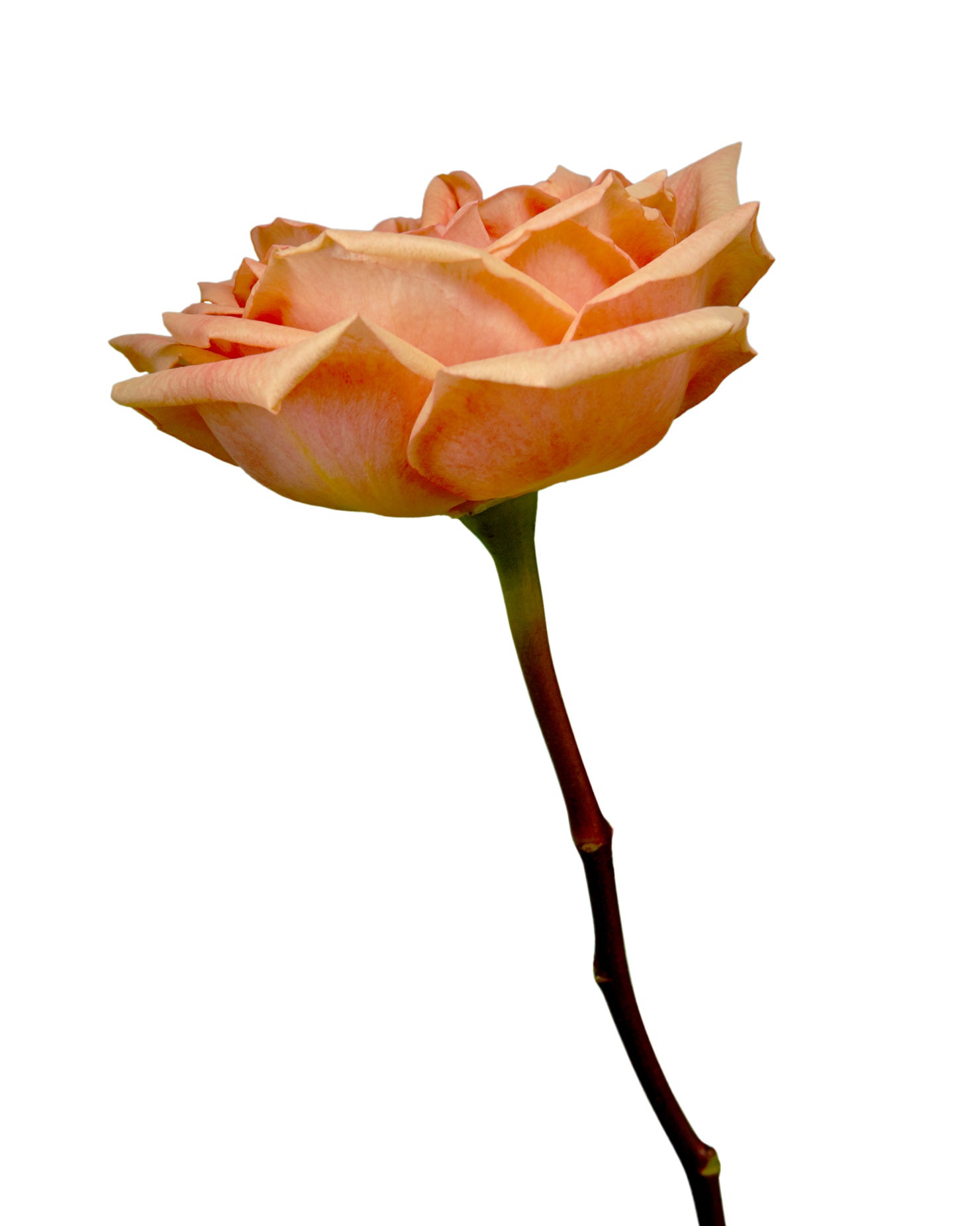 Sunset Glory Rose