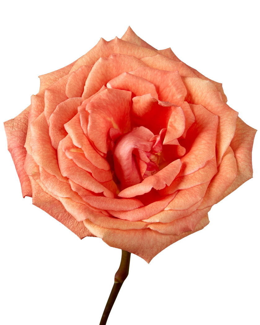 Rose Sunset Glory - Petaljet