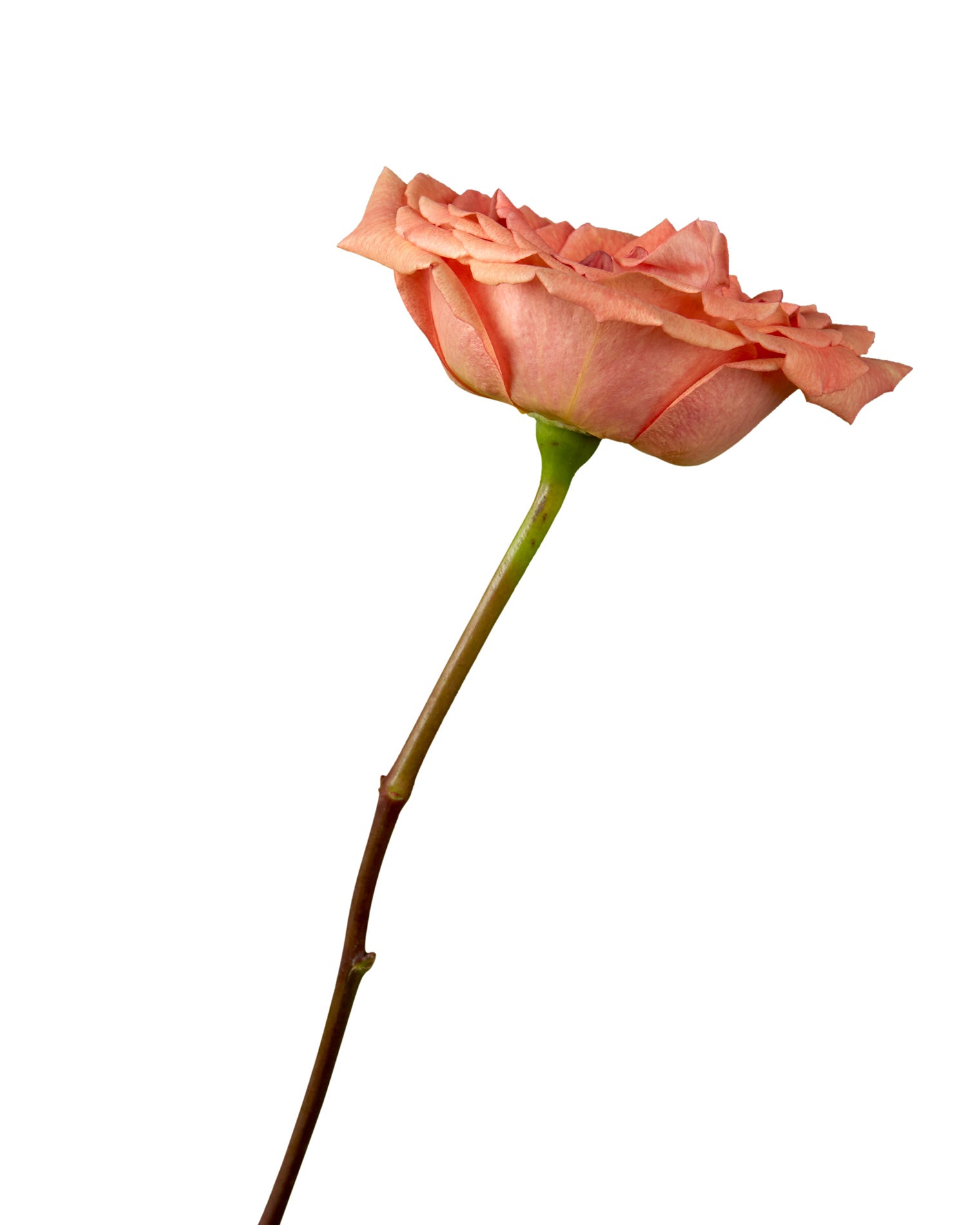 Rose Sunset Glory - Petaljet
