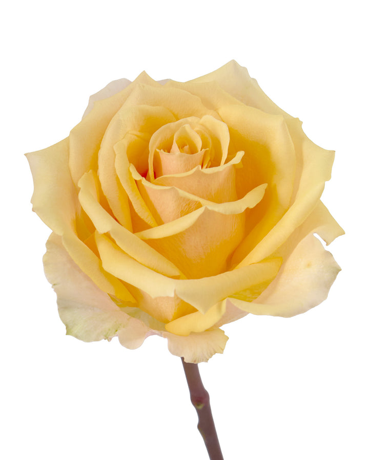 Sunset Peach Rose