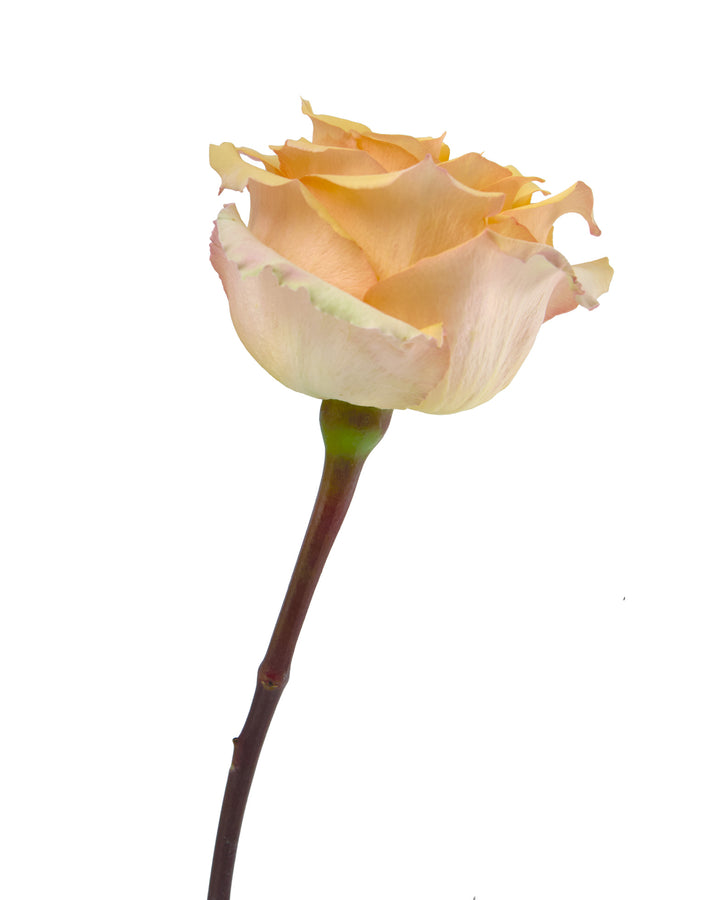 Sunset Peach Rose
