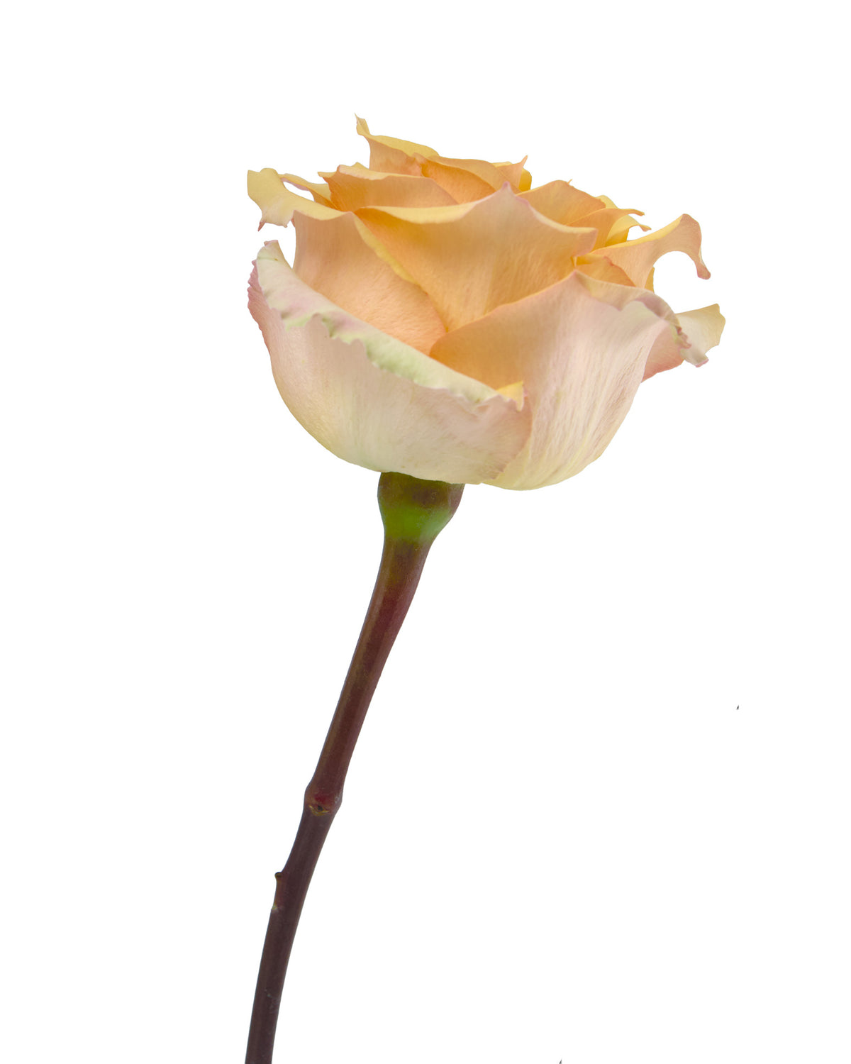 Sunset Peach Rose