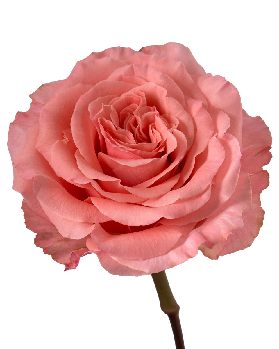 Superstition Rose